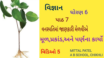 ધોરણ 6,વિજ્ઞાન, પાઠ -7 વનસ્પતિની જાણકારી મેળવીએ, મૂળ,પ્રકાંડ અને પર્ણના કાર્યો,MITTAL PATEL
