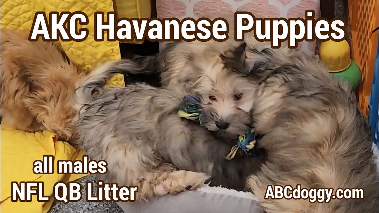 AKC Havanese Puppies * Ready Now * NFL QBs Males * Parents - Keya & Chance * ABCdoggy.com 