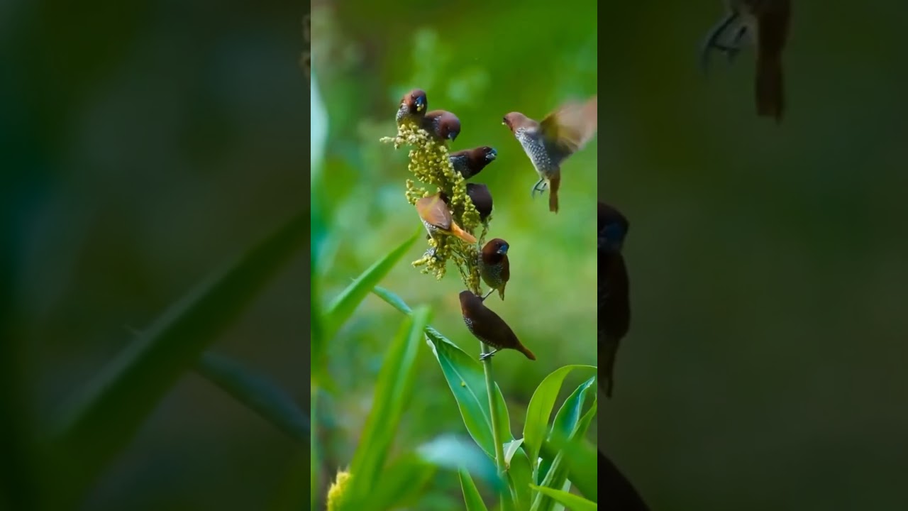 Beautiful Goldfinch Resting on a Branch 🌿 | WildEaseStudio 