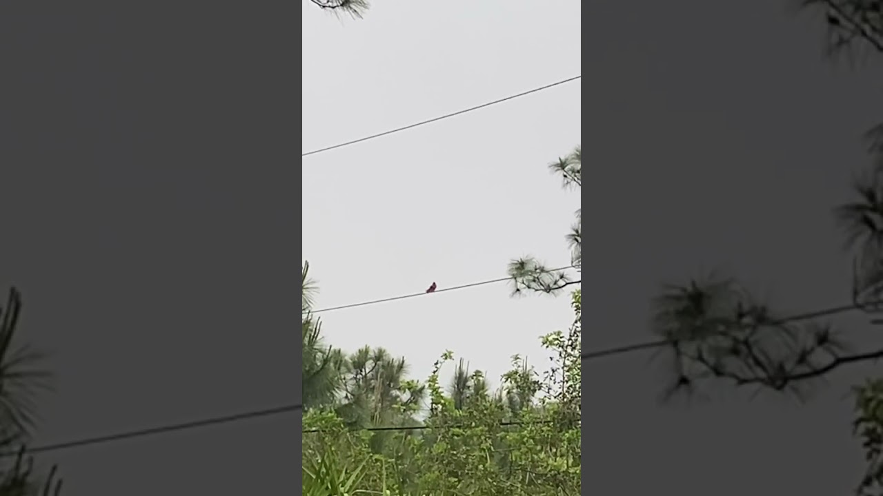 Singing Red Bird | Download The Relax For A Minute App. Link To App In Description.