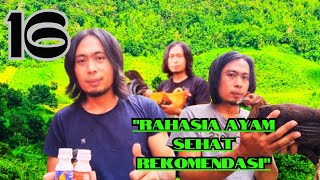 Jangan Abaikan!! Vitamin, Kunci Utama Kesehatan Ayam Anda