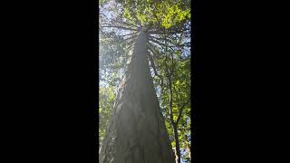 Огромнейшее дерево на Ай-Петри