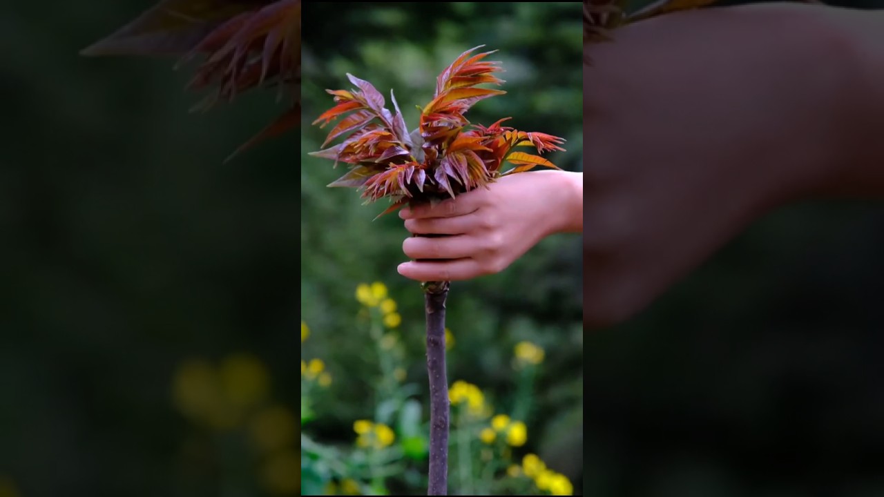 Japanese Toon Leaves Collection || Toona Sinensis Plant 