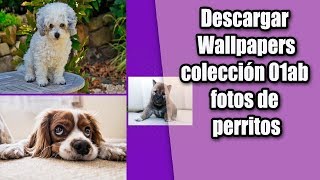 Imágenes LOS PERRITOS Colec 01AB Fondos pantalla PC Wallpapers HD screenshot 3