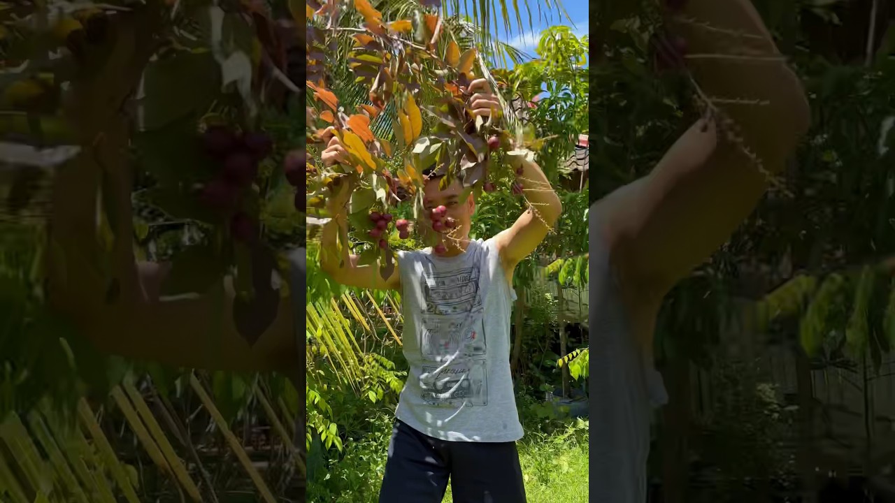 Kelengkeng merah super harum dan manis 