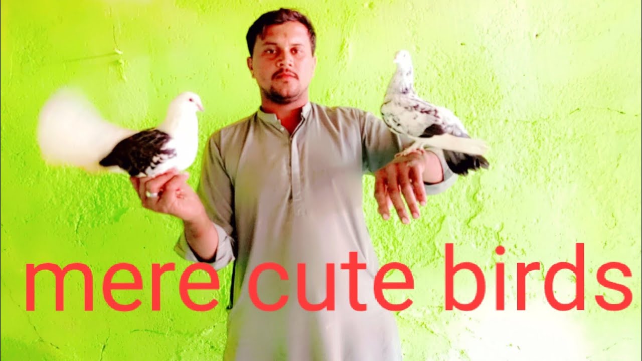 Hamare cute Birds 