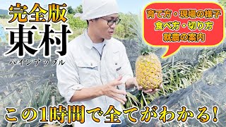 【完全版！】パイナップルの作り方！栽培方法！東村での流通事情，新規就農者になりたい人必見！！