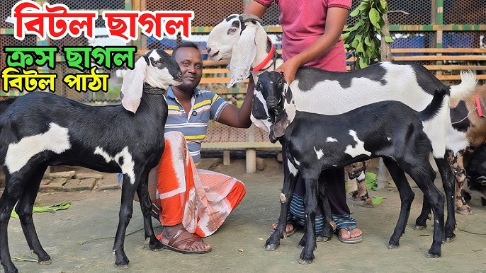 Gozal qizlar jinsiy aloqa filmlar U sikiladi va yiglaydi. Uy qurilishi shaxsiy porno videoni tomosha qiling.