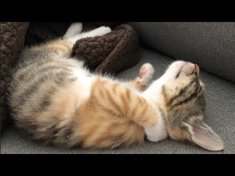 This Kitten is a Drama Queen