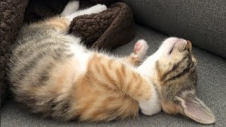 This Kitten is a Drama Queen