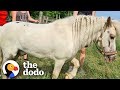Pony Who Spent 2 Years In Dirty Barn Has The Prettiest Braids Now | The Dodo