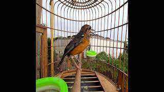 Anis Merah Trotol Belajar Plong