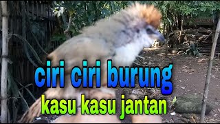 ciri ciri burung kasu kasu jantan