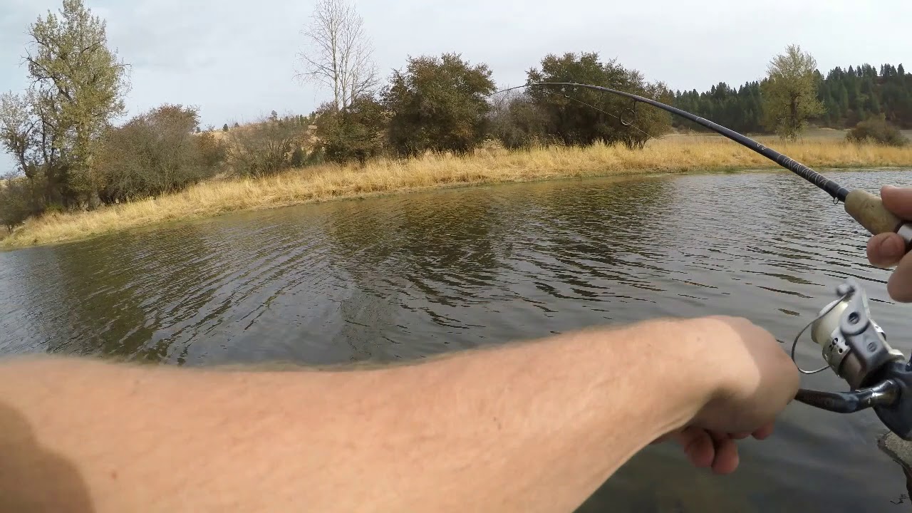 Palouse River Fishing Oct 4 2018 YouTube