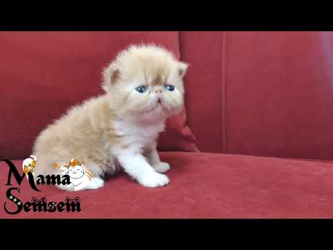 السيريلاك والقطط المولوده