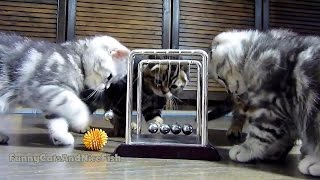 Cute Scottish Fold Kittens learns Newton's cradle