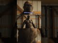 Bigfoot Lifts Logs &amp; Deadlifts Like a Savage #shorts