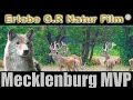 Der Wolf - Mecklenburg Vorpommern  - Hirschgruppe von über 35 Tieren.