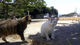 野良猫「なんだなんだ？」とりあえず人を見ると寄ってくる猫達