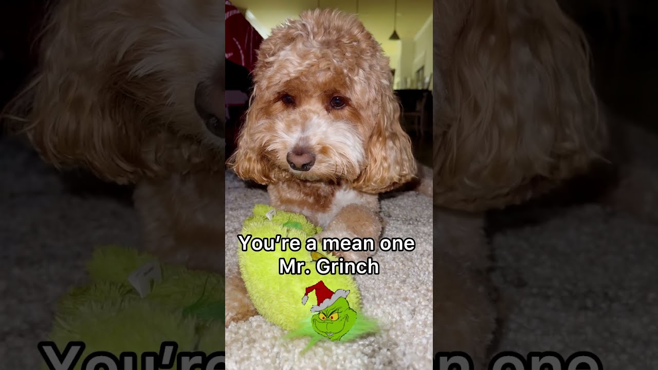 Even The Grumpiest Grinch Can T Resist Playful Charm Of Chance Shorts Dogs