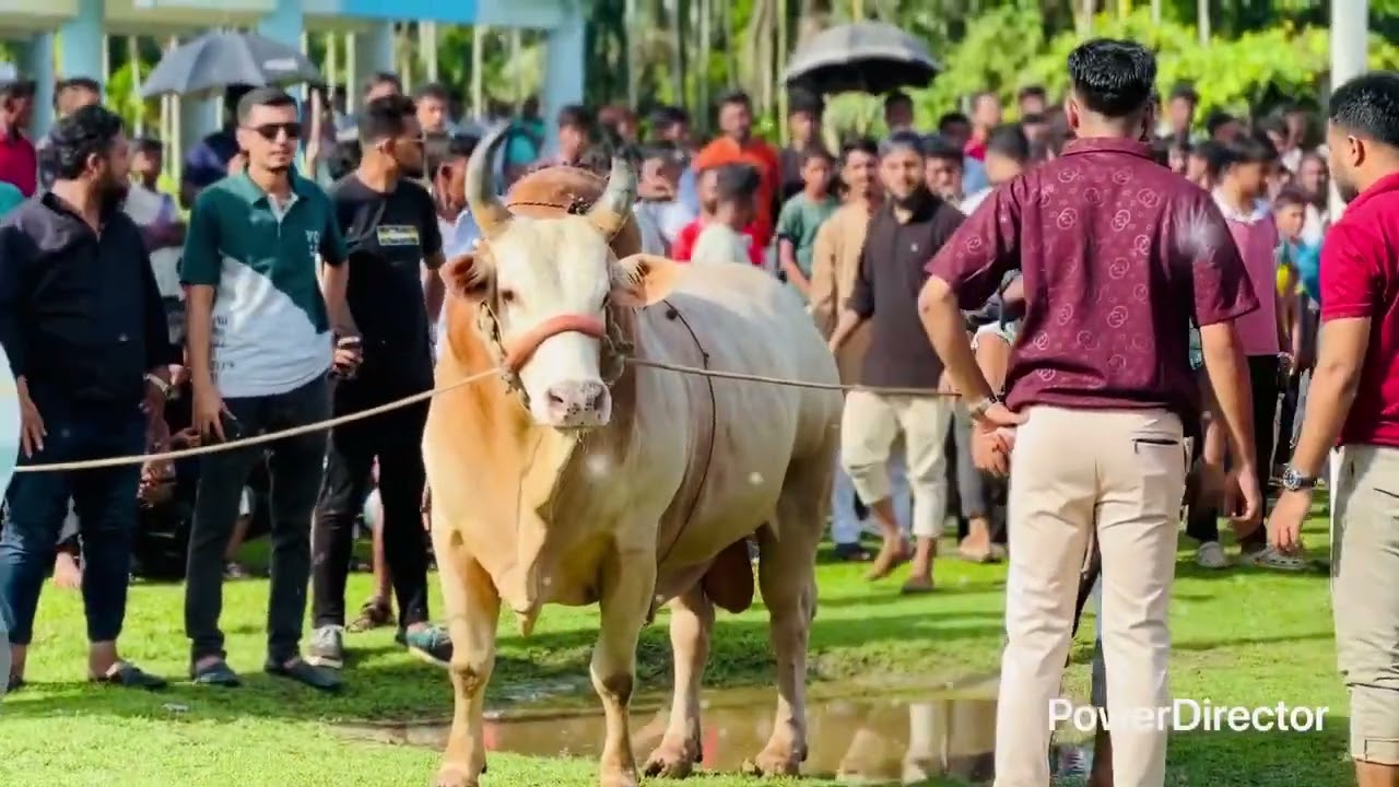 💖 The Ultimate Superstar Of Bull Fight 💖        💖Shada Bagh 💖