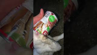 Can Trapped Cat Saved by Man and Emerged Unharmed