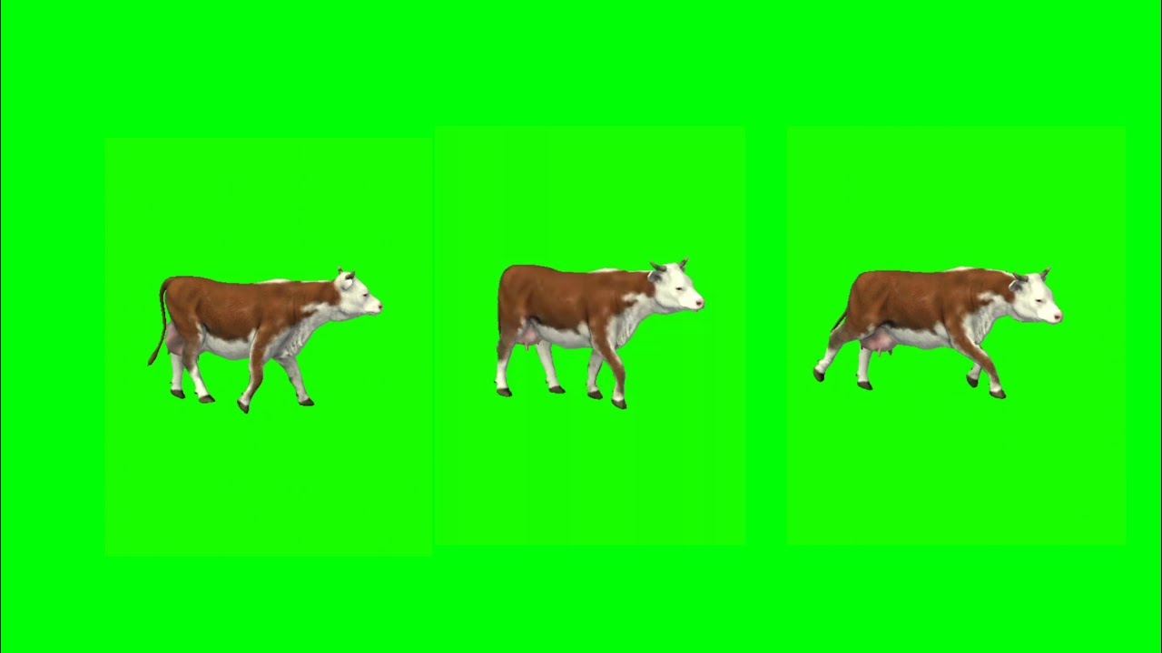 Red And White Cow Walking Green Screen Video Beautiful Cow No Copyright