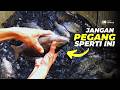 Cara Pegang Ikan Nila Agar Aman Dari Durinya