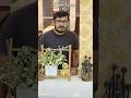Beautiful DIY Plant Stand Under ₹50 !!! Stunning Home Decor with Plants & Showpieces | Samskara