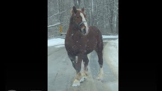 There's a Horse in the Road by TimTools99 863 views 3 years ago 34 seconds