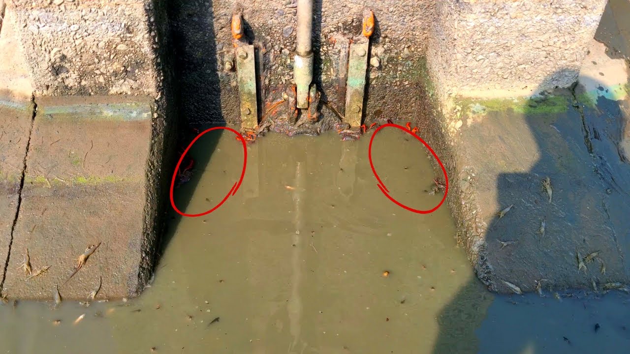 池の水全部抜いたら水門の隅から逃げそびれた巨大生物が…！？【池干し、かいぼり】