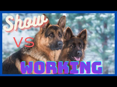The 4 Main Differences Between Show Line and Working Line German Shepherds