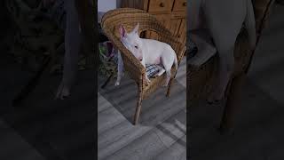 Mini Bull Terrier Luna Top G Chillin Out