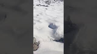 Fluffy White Snow Carpet | On the Way to Kalam #travel #nature #snow