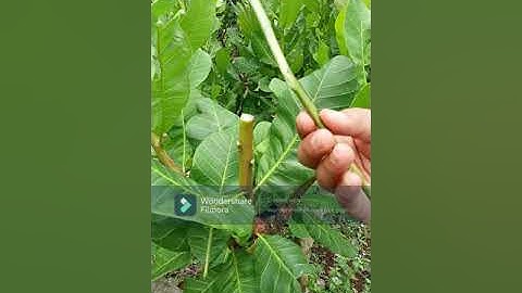 HƯỚNG DẪN GHÉP ĐIỀU CHI TIẾT ( Minh 0961457754)