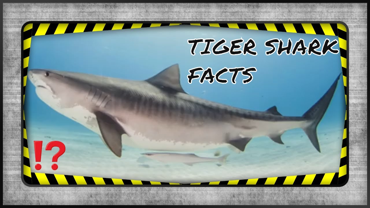 TRASH CAN OF THE OCEAN?? TIGER SHARK - YouTube