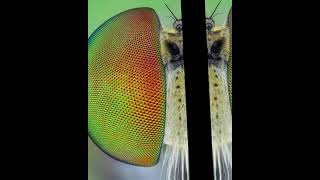 My macro shots. VD 01