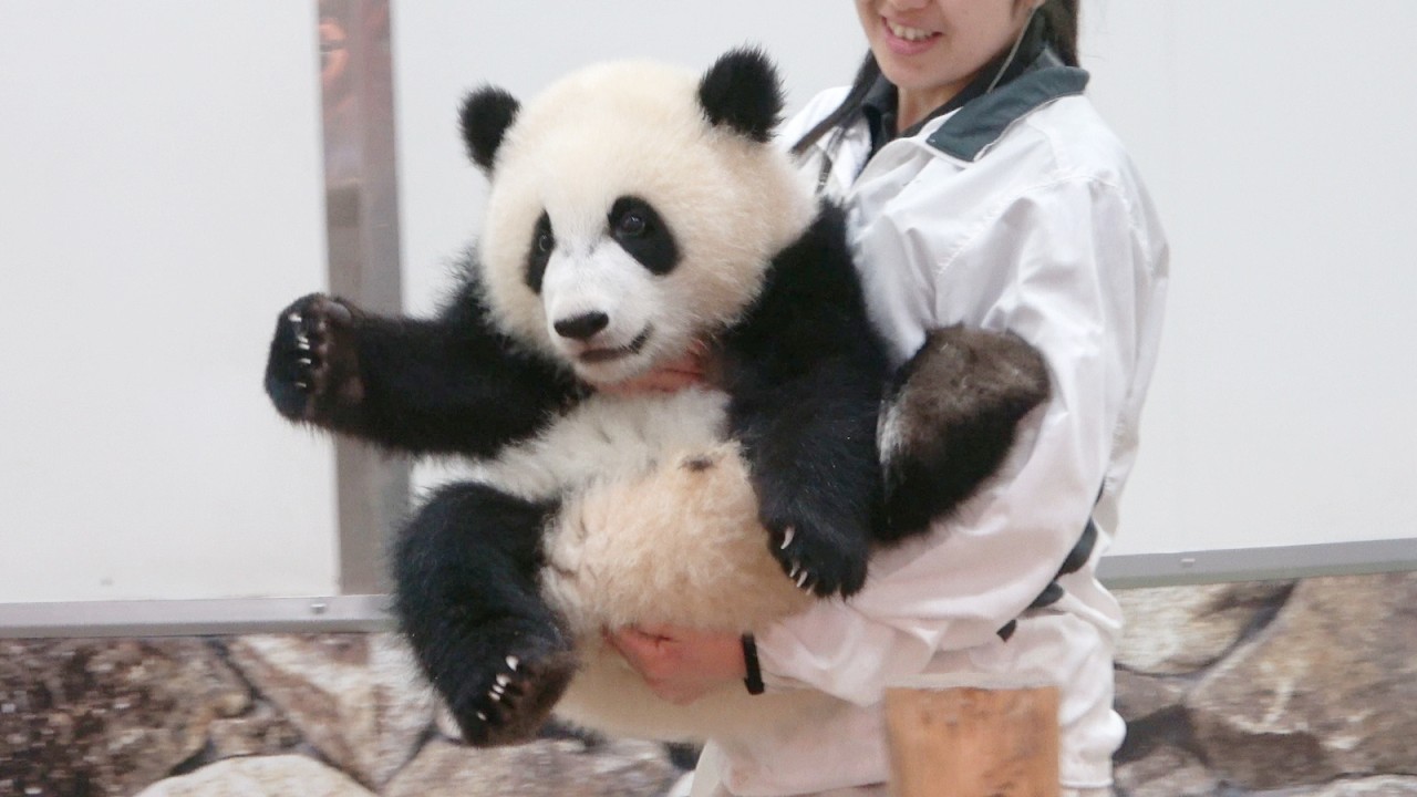 パンダ So cute ♥ A baby panda being gently held by a zookeeper ♥ #panda