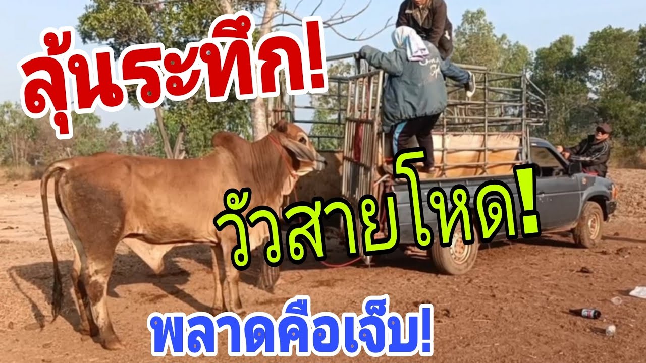 หายใจไม่ทั่วท้อง! ระทึกใจวัวสายโหด