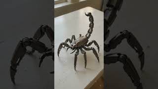 Future Tech Transformation 🦂#ai #aitransformation #shorts #shortsviral #aivideo #aiverse