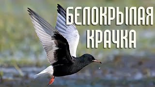 Белокрылые крачки (Птицы России) Фильм 76