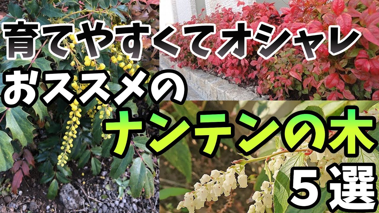 Easy to grow and stylish! 5 recommended Nandina trees [Gardening