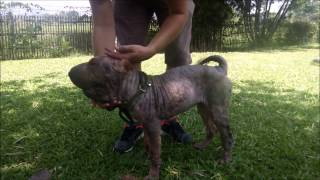 Wvs Care For Dogs Purebred Shar Pei Rescue