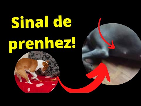 Vídeo: Como limpar a ferida de um cão