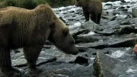 Alone Among Grizzlies With Richard Terry Title seq...