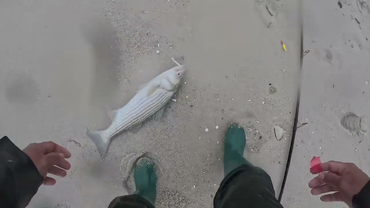 Wet all day stripped bass Fishing 12/03/2023