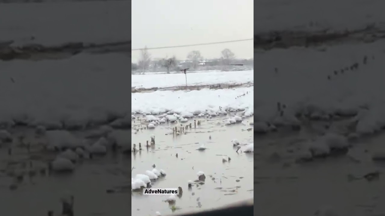 Waiting For Ducks in Snowy Weather! 