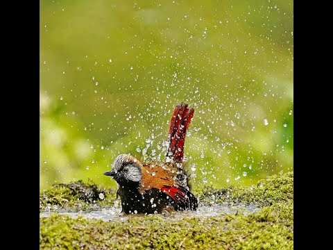 Bethlehem Wolde ቤተልሔም ወልዴ ቅዱስ እግዚአብሔር Kidus Egziabher Mezmur720p 