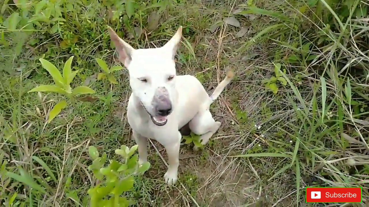 Mengurangi hama babi hutan ||berburu menggunakan anjing yang di latih