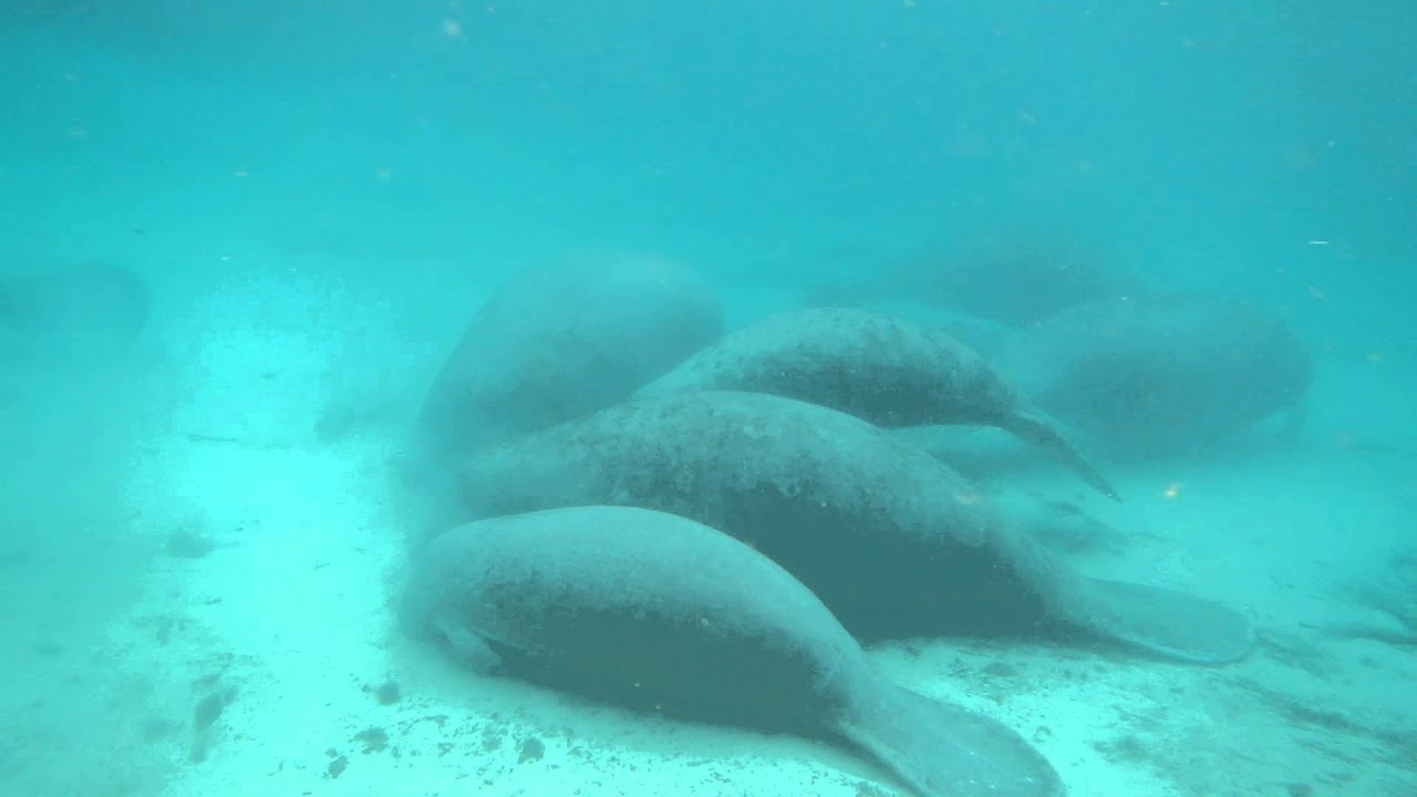 manatee calls and sleeping manatee - YouTube